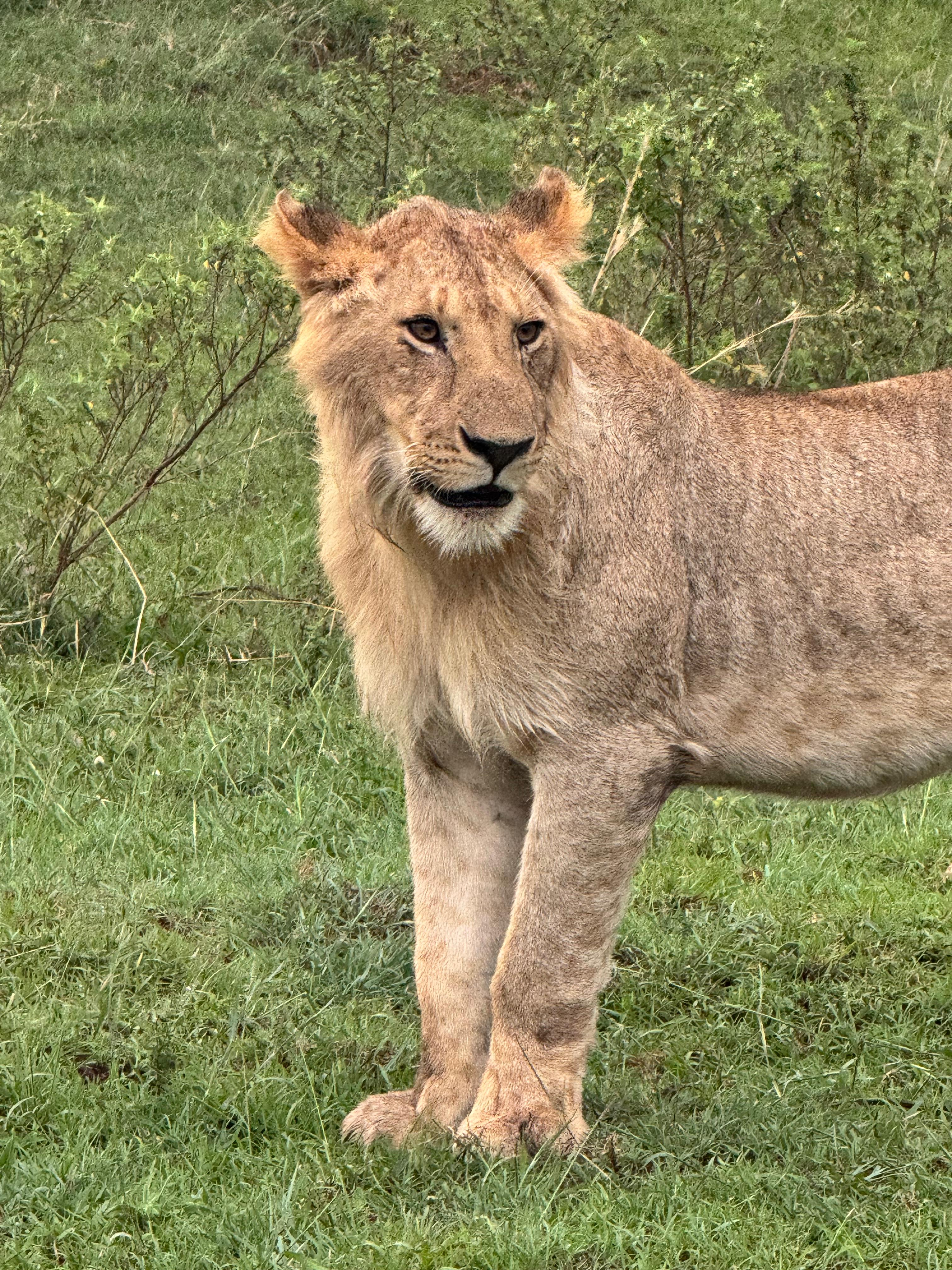 3 Days 2 Nights Masai Mara Budget Safari